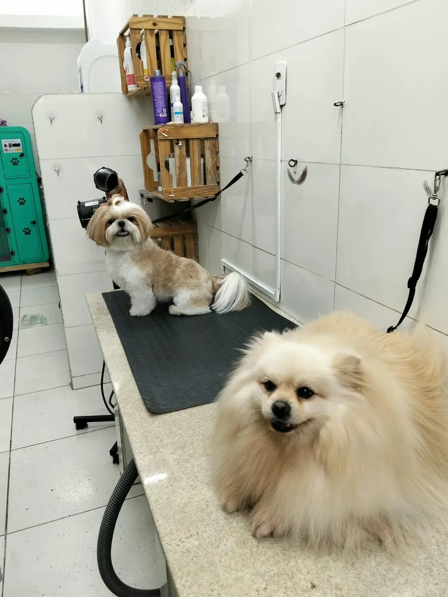 Shih tzu e lulu da Pomerânia na mesa do banho e tosa da Pateo Pet