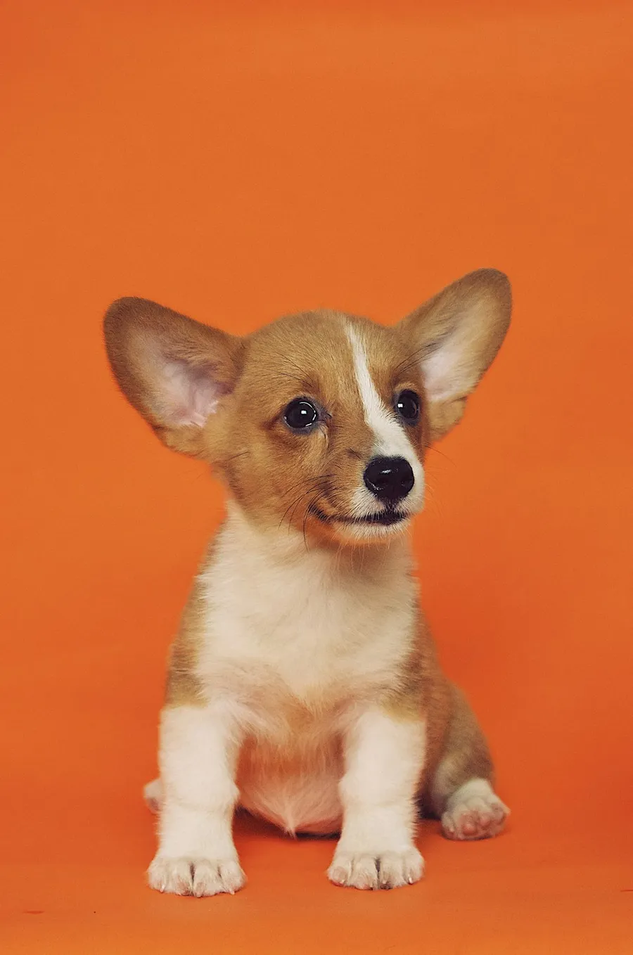 Filhote de corgi olhando para a câmera