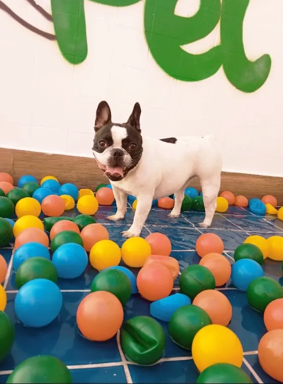 Buldogue francês feliz brincando entre bolinhas coloridas na creche