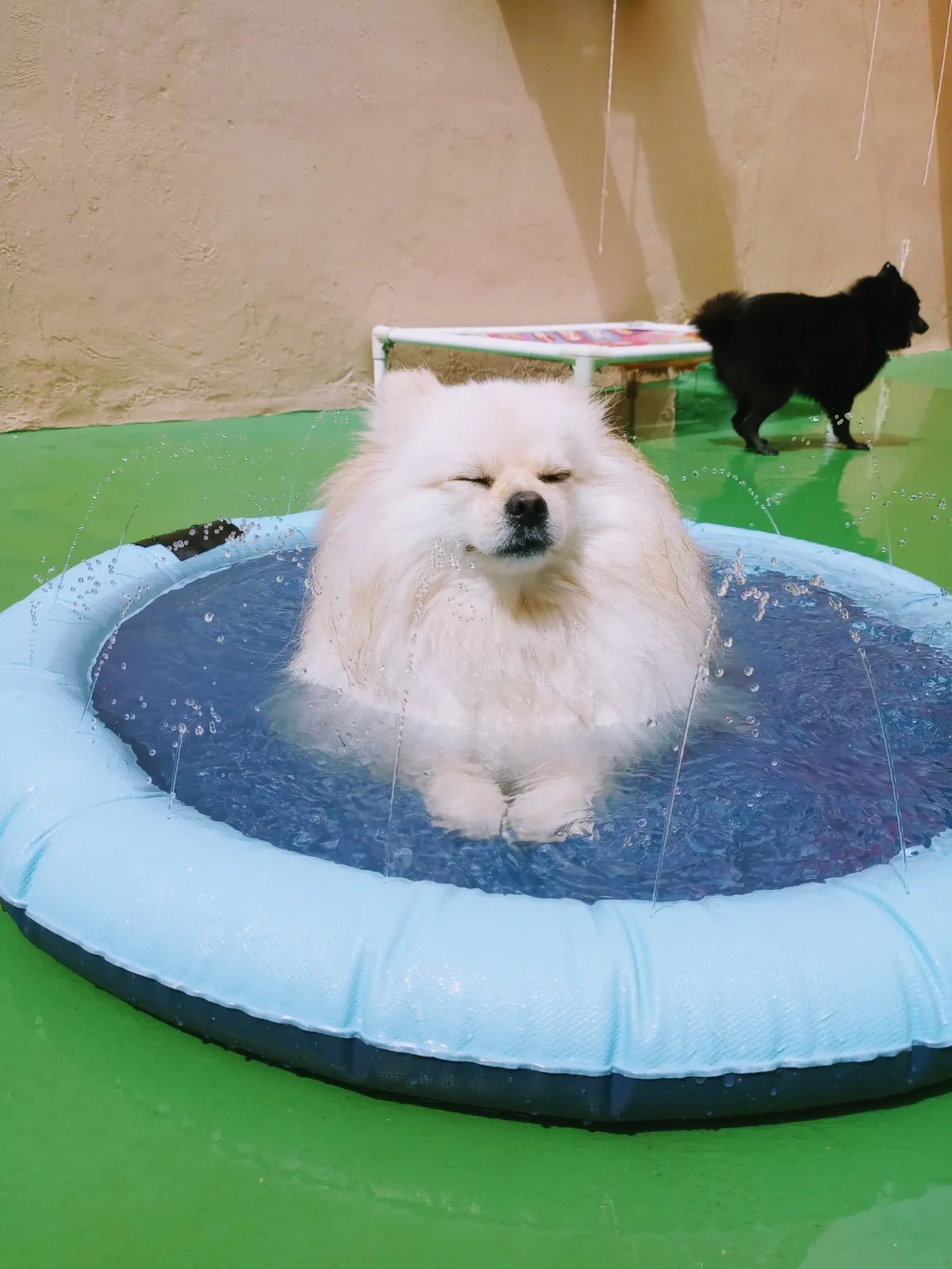 Lulu da Pomerânia relaxando na piscininha com jatos de água