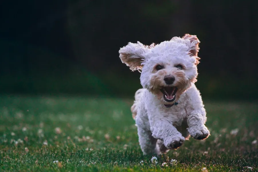 Poodle correndo feliz na grama